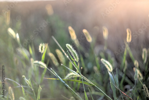 Foxtail grass in the morning