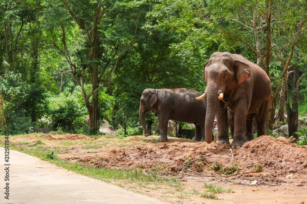 Obraz premium Asian elephant in forest clearing standing near dirt mound with calm expression and lush green trees in background