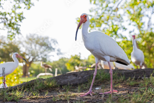 Wide angle image of an American white ibis (Eudocimus albus).