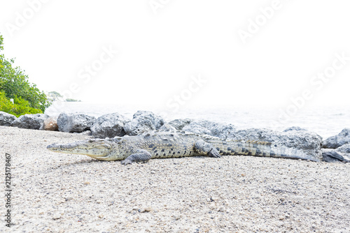 An American crocodile (Crocodylus acutus) resting.
