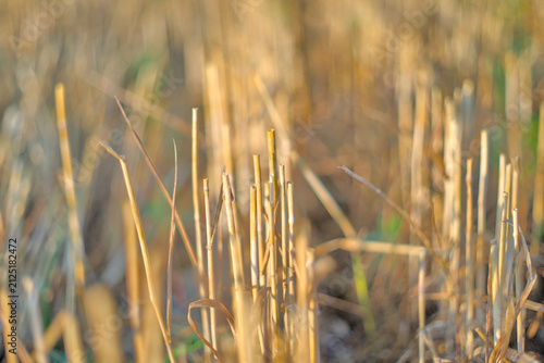 wheat stalks on the field after harvesting