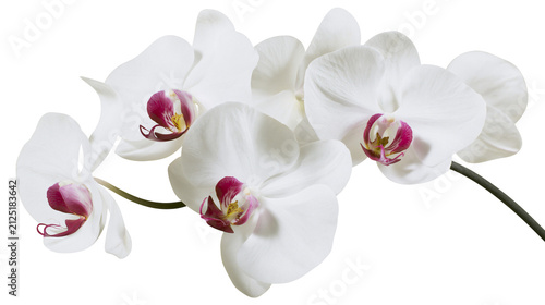 Delicate white orchid flowers with magenta centers, isolated on transparent background