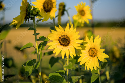Perennial sunflowers in the morning