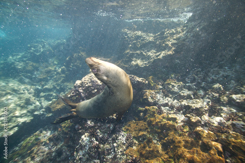 Obraz na płótnie Galapagos sea lion frolicking underwater