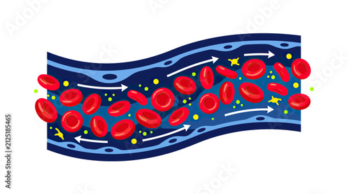Foto Blood Flowing Through Vein with Red Blood Cells and Platelets