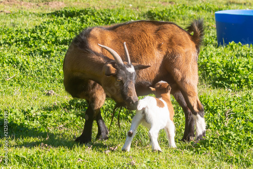 African Pygmy Goat, Dwarf Goat, Miniature Goat newborn kid suckling from mother soon after birth as she licks it to stimulate and dry it