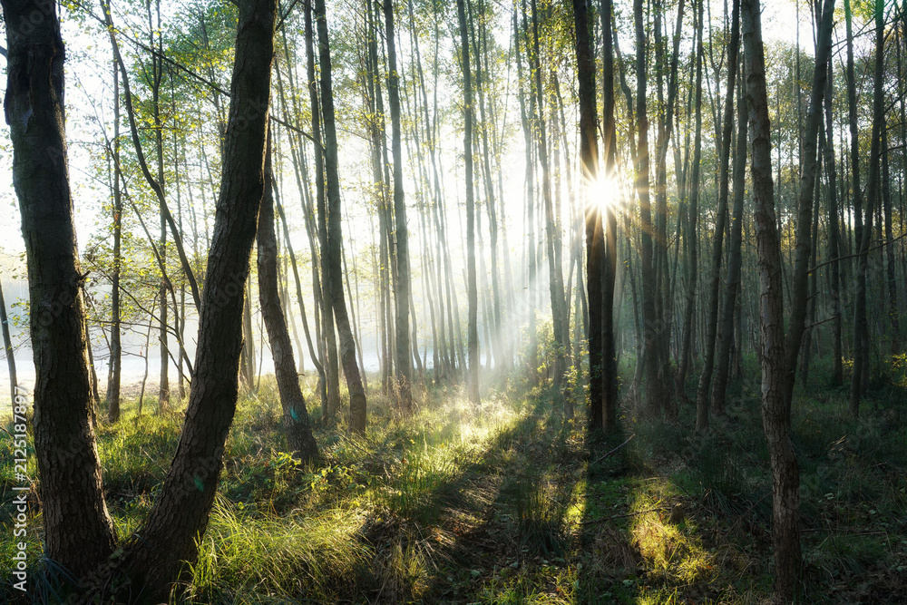Fototapeta premium Morning sun rising behind the alder forest, autumn landscape, frosty meadow and mist