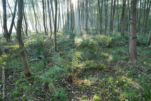 Photography Morning sunbeams in a misty alder forest with soft autumn light