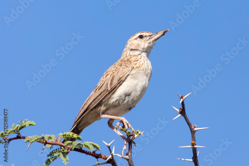 Fawn-coloured Lark (Calendulauda africanoides) on Acacia Thorn Tree, Kgalagadi Transfrontier Park, Kalahari, Northern Cape, South Africa