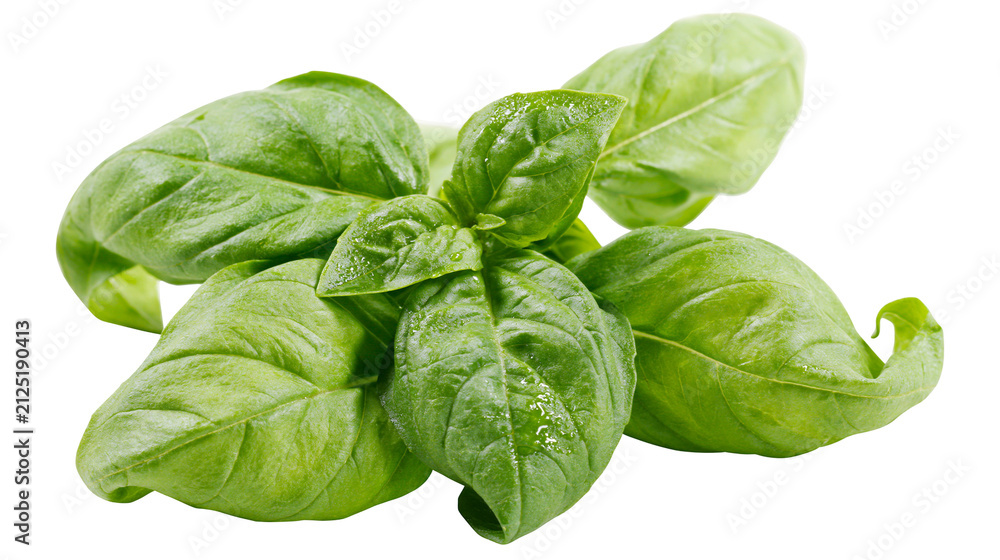 Fototapeta premium Fresh green basil leaves with water droplets, isolated on transparent background