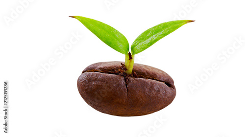 Brown coffee bean sprouting two green leaves, isolated on transparent background
