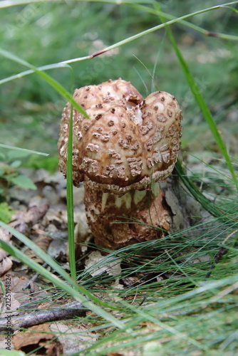 Картината върху платно blusher amanita mushroom unusual shape conditionally edible