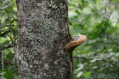 Hemlock bracket fungus growing on the trunk of a forest tree