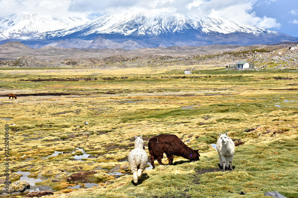 Naklejka premium Alpacas in Lauca National Park. Chile.