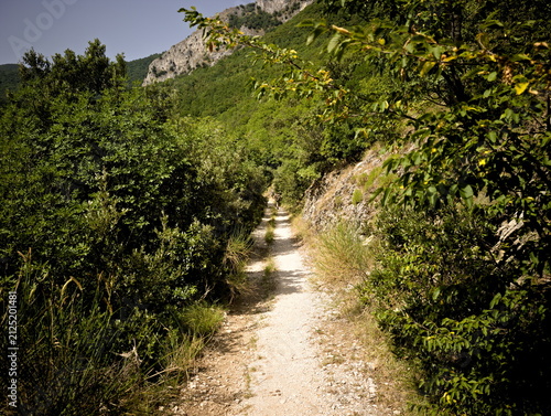 Foto Sentiero stretto immerso in vegetazione fitta con arbusti verdi, pendio roccioso