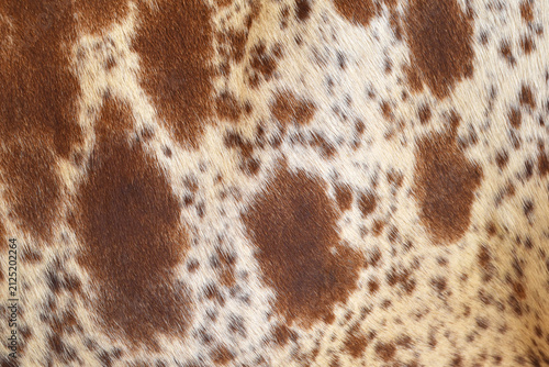 Photography Cow skin texture background, bull leather with fur background closeup, cow hide