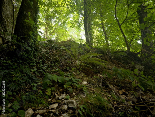 Foto Foresta verde con alberi alti, chioma fitta, muschio e felci sul terreno, illumi