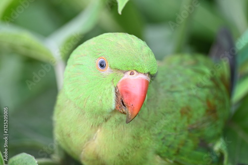 Rose-ringed parakeet bird. Its common name is Psittacula krameri, ring-necked parakeet and Indian Ringneck. It is a medium-sized parrot in the genus Psittacula, of the family Psittaculidae. wild bird.