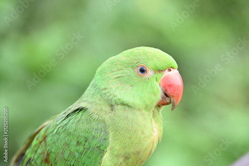 Rose-ringed parakeet bird. Its common name is Psittacula krameri, ring-necked parakeet and Indian Ringneck. It is a medium-sized parrot in the genus Psittacula, of the family Psittaculidae. wild bird.