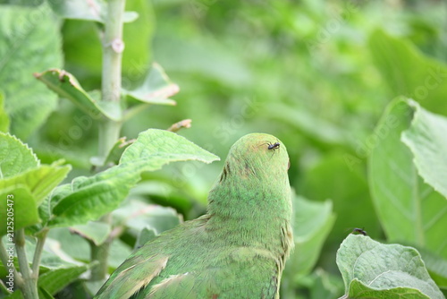 Rose-ringed parakeet bird. Its common name is Psittacula krameri, ring-necked parakeet and Indian Ringneck. It is a medium-sized parrot in the genus Psittacula, of the family Psittaculidae. wild bird.