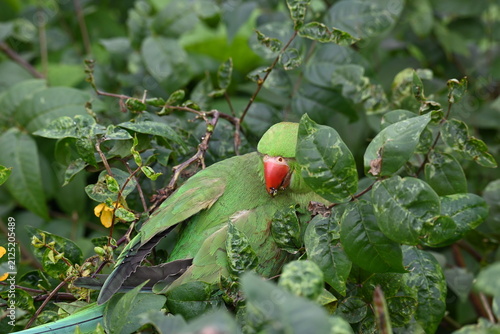 Rose-ringed parakeet bird. Its common name is Psittacula krameri, ring-necked parakeet and Indian Ringneck. It is a medium-sized parrot in the genus Psittacula, of the family Psittaculidae. wild bird.