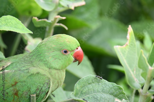 Rose-ringed parakeet bird. Its common name is Psittacula krameri, ring-necked parakeet and Indian Ringneck. It is a medium-sized parrot in the genus Psittacula, of the family Psittaculidae. wild bird.