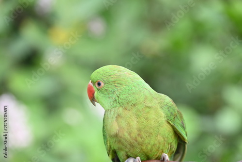 Rose-ringed parakeet bird. Its common name is Psittacula krameri, ring-necked parakeet and Indian Ringneck. It is a medium-sized parrot in the genus Psittacula, of the family Psittaculidae. wild bird.