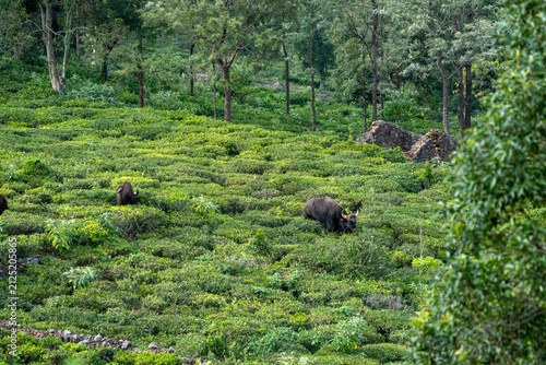 Indian Gaur Grazing in Lush Tea Plantation, Nilgiri Hills, India