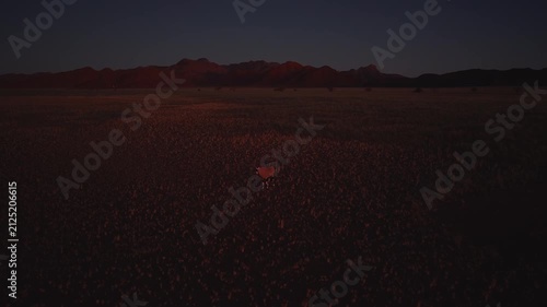 Aerial oryx stands in arid grassland in Namibia near Sossusvlei and NamibRand, warm low light at dawn or dusk, drone reveals empty plains and a distant ridge.