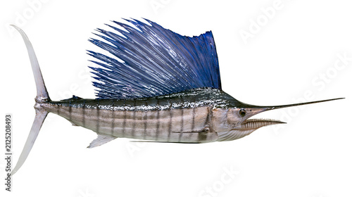 Фотография Majestic Atlantic sailfish with large blue dorsal fin, isolated on transparent b