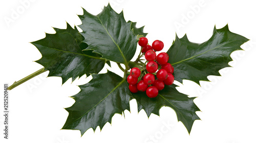 Obraz na plátně Glossy green holly leaves with bright red berries, isolated on transparent backg