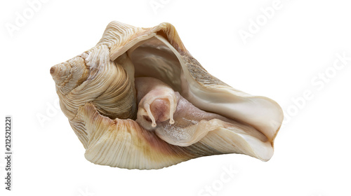 Foto Detailed spiral seashell with visible snail body, isolated on transparent backgr