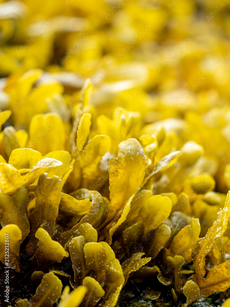 Fototapeta premium selective focus of Fucus vesiculosus seaweed growing on a coastal rock surface at low tide with blurred background