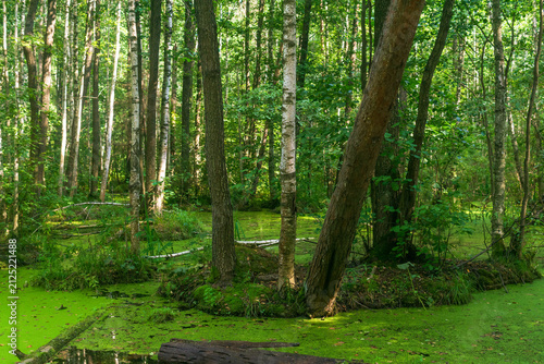 Green swamp with duckweed, trees and bushes in the forest.
