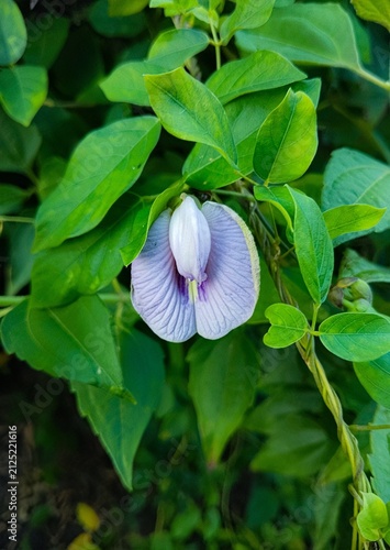 фотографія Close-up of a single pale lavender purple butterfly pea flower (Clitoria ternatea) blooming amid lush green foliage in a natural garden setting