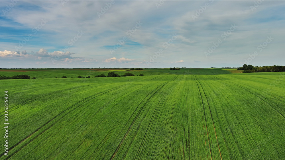 Naklejka premium Green wheat field on hills under blue sky with clouds