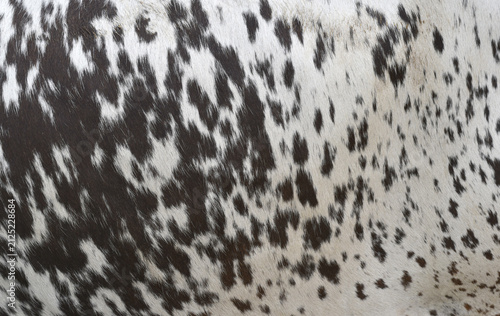 Cow skin texture background, bull leather with fur background closeup, cow hide pattern, The texture is dense and rich, displaying a natural pattern, cow skin hairy texture bull fur animal skin textur