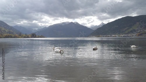wan family swimming and dabbling at Lake Zell shore with view of Kitzsteinhorn and alpine landscape