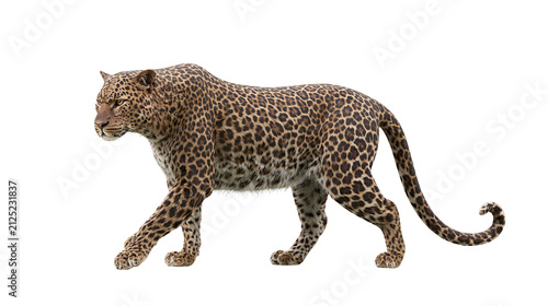 Spotted leopard walking, isolated on transparent background