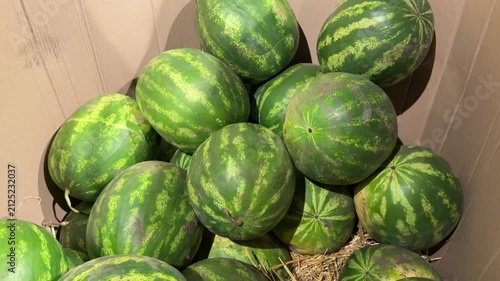 Large Striped Watermelons Stacked in Cardboard Bin