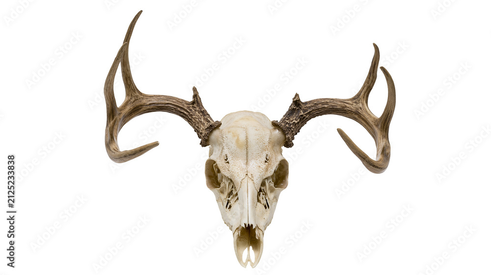 Fototapeta premium Deer skull with large antlers, isolated on transparent background