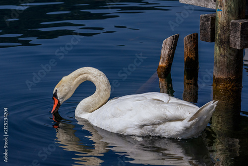 Swan Serenity