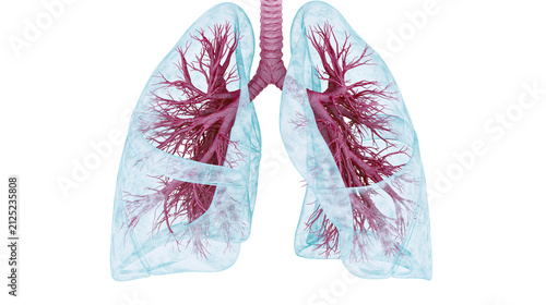 Human lungs with branching bronchioles and trachea, isolated on transparent background