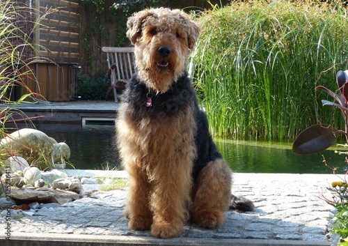 Konstfotografi Fluffy Airedale Terrier Dog Sitting in Backyard Garden Next to Pond