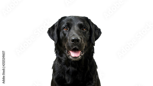 Close up portrait of a beautiful black labrador retriever dog looking at the camera with a happy expression and open mouth isolated on transparent background