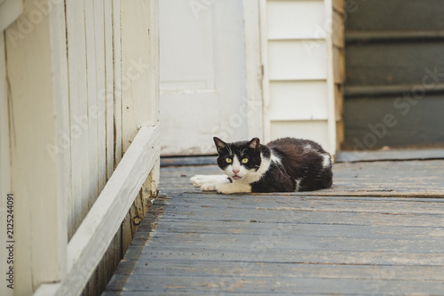 Photography Outdoor Feral Cat Colony