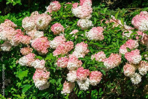 Blooming bushes of white and pink hydrangea