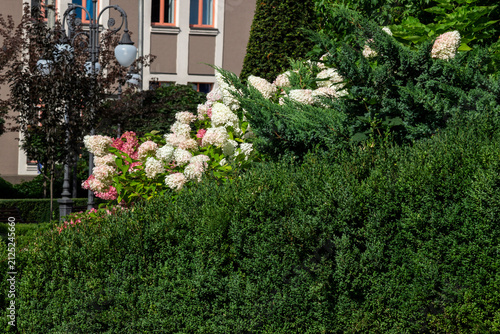 Cityscape, green hedge of bushes, buds of blooming hydrangea against the background of a building
