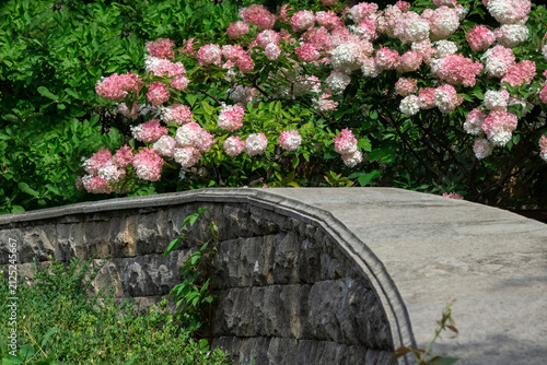 Branches of blooming hydrangea bend over the granite curb