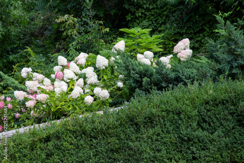 Blooming white and pink hydrangea among green bushes. Close-up.